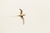 Image Category. Tropikvögel