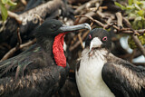 Image Category. Fregattvögel