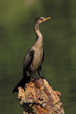 Image Category. Cormorants & Shags