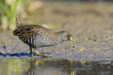 Image Category. Rallenvögel