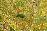 Image Category. Asiatische Bartvögel