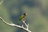 Image Category. Asiatische Bartvögel
