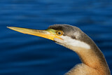 Image Category. Schlangenhalsvögel