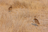 Image Category. Doppelband-Rennvogel