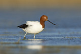 Image Category. Red-necked Avocet