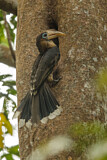 Image Category. Hornbills