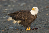 Image Category. Eagles