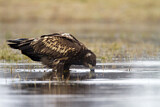 Image Category. Adler