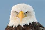 Image Category. Adler