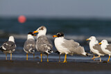 Image Category. Möwen