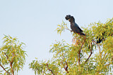 Image Category. Kakadus