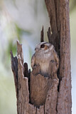 Image Category. Owlet-nightjars