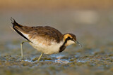 Image Category. Pheasant-tailed Jacana
