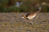 Image Category. Wasserfasan
