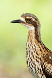Image Category. Langschwanztriel