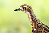 Image Category. Bush Stone-curlew