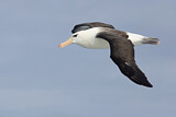 Image Category. Schwarzbrauenalbatros