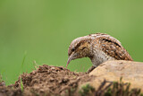 Image Category. Spechte