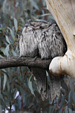 Image Category. Frogmouths