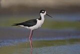 Image Category. Schwarznacken-Stelzenläufer
