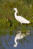 Image Category. Reiher und Dommeln