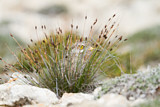 Image Category. Triel