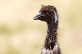 Image Category. Emu