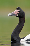 Image Category. Magpie Goose