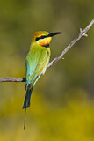 Image Category. Bienenfresser