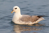 Image Category. Sturmvögel
