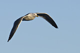 Image Category. Gulls