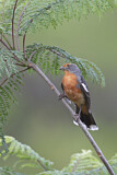 Image Category. Schmuckvögel