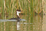 Image Category. Taucher