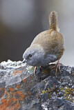 Image Category. Bürzelstelzer