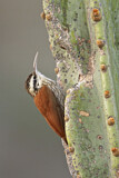 Image Category. Töpfervögel