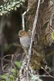 Image Category. Töpfervögel
