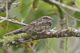 Image Category. Nightjars