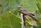 Image Category. Nightjars