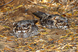 Image Category. Nachtschwalben