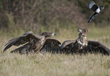 Image Category. Adler