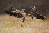 Image Category. Eagles