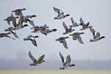Image Category. Enten, Gänse, Schwäne