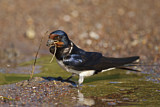 Image Category. Schwalben