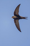 Image Category. Swifts