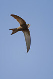 Image Category. Swifts