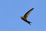 Image Category. Swifts