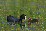 Image Category. Rallenvögel