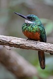 Image Category. Glanzvögel