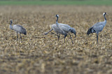 Image Category. Kraniche