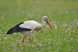 Image Category. Störche